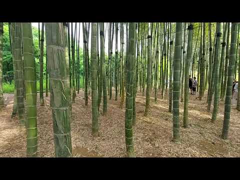 Bamboo Forest - ბაბმბუკების ტყე შეკვეთილის დენდროლოგიურ პარკში